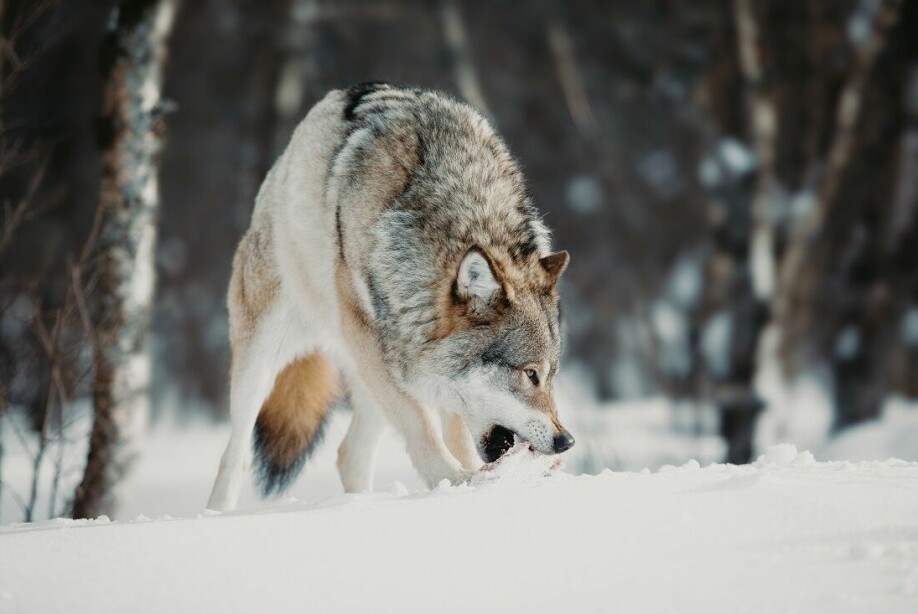 Norway’s wolves are at least real wolves. They have barely any dog genes.