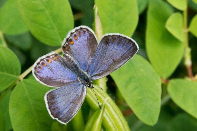 Lakrismjeltblåvinge er en av sommerfuglene som tidligere fantes på Ostøya, Nesøya og Brønnøya. Den ble sist sett i 2013 og er trolig nå utdødd.