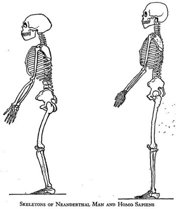 Marcellin Boules (nå ukorrekte) tolkning av hvordan posituren til neandertalere var sammenlignet med menneske. Bilde fra 1912. Marcellin Boules (nå ukorrekte) tolkning av hvordan posituren til neandertalere var sammenlignet med menneske. Bilde fra 1912.