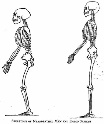 Marcellin Boules (nå ukorrekte) tolkning av hvordan posituren til neandertalere var sammenlignet med menneske. Bilde fra 1912.
