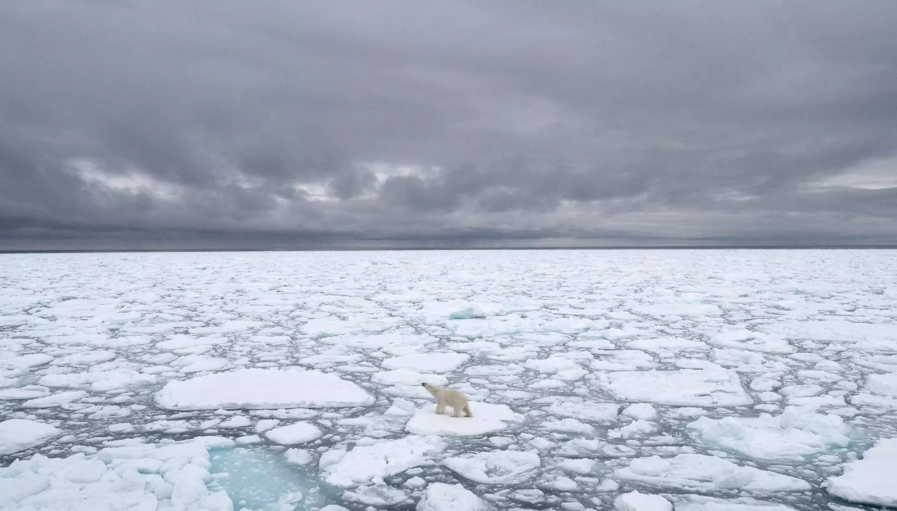 Et sommerisfritt Arktis vil føre til store omveltninger for dyrene som bor der.