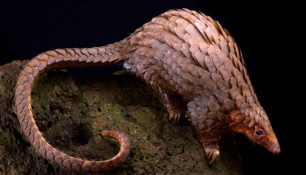 Kongle eller dyr? Pangolinen har også plater på kroppen for å beskytte seg mot rovdyr. Kongle eller dyr? Pangolinen har også plater på kroppen for å beskytte seg mot rovdyr.