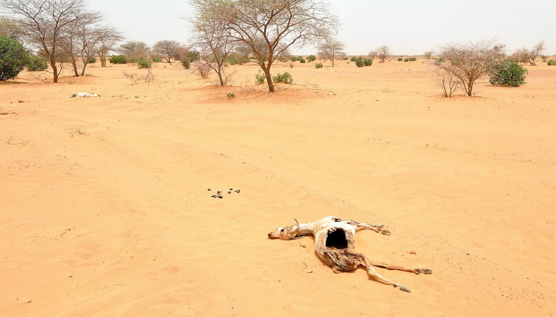 Sahel-regionen blir ofte rammet av tørke og hungersnød. I 2018 trengte 1,3 millioner barn fordelt over de seks landene i Sahel behandling for akutt underernæring, ifølge Unicef. Sahel-regionen blir ofte rammet av tørke og hungersnød. I 2018 trengte 1,3 millioner barn fordelt over de seks landene i Sahel behandling for akutt underernæring, ifølge Unicef.