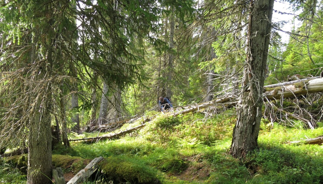 I grandominert naturskog er ikke barkbilleangrep en stor risiko. I grandominert naturskog er ikke barkbilleangrep en stor risiko.