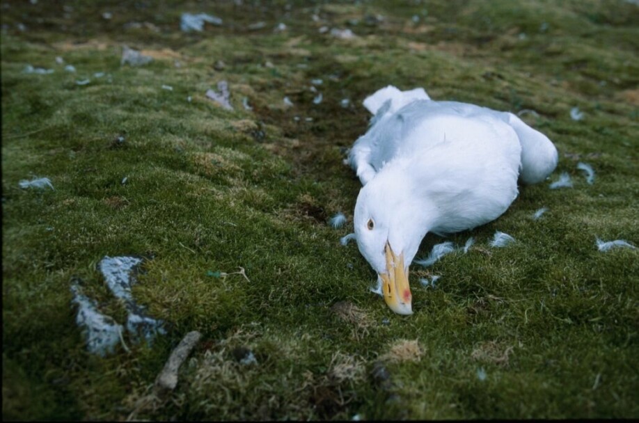 Forskere tror den kraftige nedgangen av polarmåker på Bjørnøya skyldes mangel på mat, miljøgifter, konkurranse med den mer sørlige arten storjo og jakt fra fjellrev.