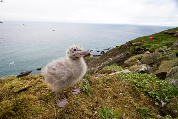 Det blir færre polarmåke-kyllinger på Svalbard. Årsaken er stor nedgang av hekkende fugler.