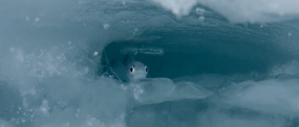 Polartorsk er viktig mat for flere arktiske sjøfugler, men også denne arten har flyttet nord- og østover i Barentshavet, der vannet er kaldere. (Foto: Peter Leopold/Norsk Polarinstitutt)