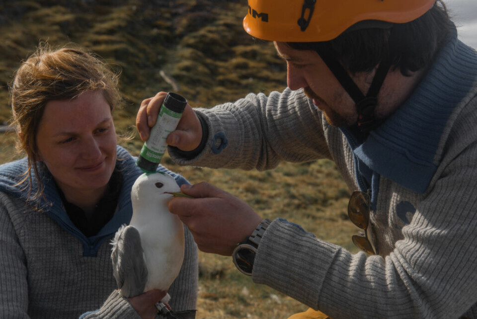 Sjøfuglene troner på toppen av næringskjeden og regnes som gode indikatorer på hvordan det står til i havet. På bildet merkes en krykkje på Svalbard. (Foto: Siri Uldal/Norsk Polarinstitutt)