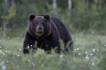 Det ble identifisert 164 individer av brunbjørn i Norge i fjor. (Foto: Terje Kolaas) Det ble identifisert 164 individer av brunbjørn i Norge i fjor. (Foto: Terje Kolaas)