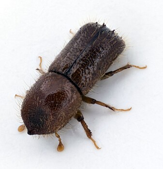 Barkebillen <span class=" italic" data-lab-italic_desktop="italic">Xyleborus monographus</span> (CR) lever på eik. Barkebillen <span class=" italic" data-lab-italic_desktop="italic">Xyleborus monographus</span> (CR) lever på eik.