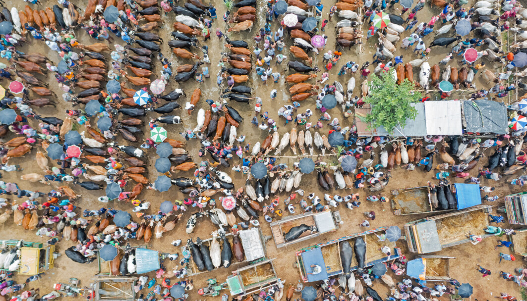 Det kan bli tett mellom folk på markedene i Bangladesh. En ny studie viser nå at munnbind kan hindre covid-19-sykdom på landsbygda. Det kan bli tett mellom folk på markedene i Bangladesh. En ny studie viser nå at munnbind kan hindre covid-19-sykdom på landsbygda.