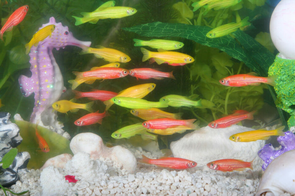 GloFish, fisk som har fått et gen fra en fluoriscerende manet. (Foto: www.glofish.com)