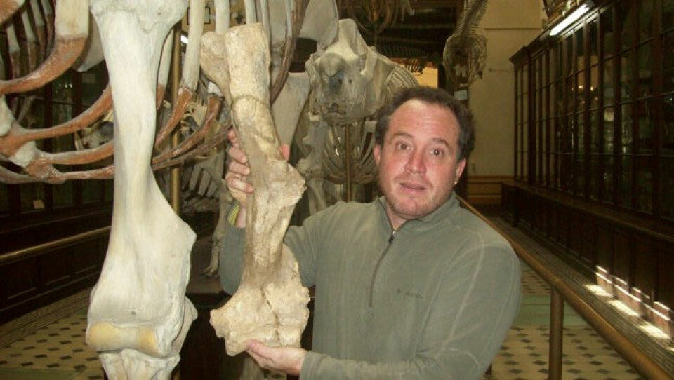 Forskar Leopoldo Soibelzon viser her at overarmsbeinet til den forhistoriske bjørnen Arctotherium angustidens nærmar seg storleiken til overarmen hos ein moderne elefant. (Foto: Museo de la Plata)
