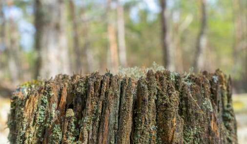 Så lang tid bruker skogen på å ta opp karbon igjen etter hogsten Så lang tid bruker skogen på å ta opp karbon igjen etter hogsten