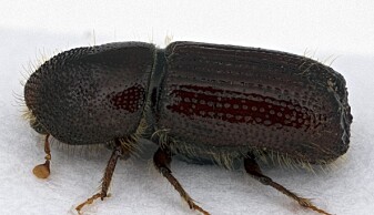 Barkbillen <span class=" italic" data-lab-italic_desktop="italic">Orthotomicus longicollis</span> (EN) lever på furu. Barkbillen <span class=" italic" data-lab-italic_desktop="italic">Orthotomicus longicollis</span> (EN) lever på furu.