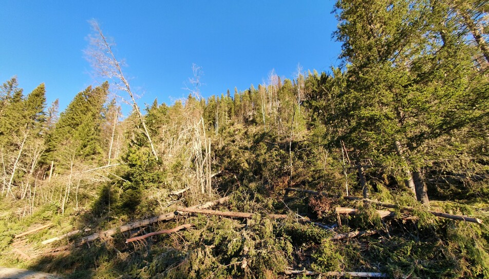 Stormfelte trær i Nore og Uvdal kommune.