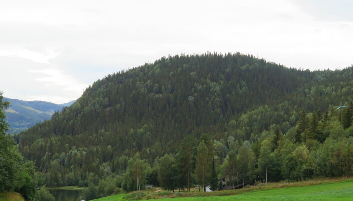 Skog på Kløvingsberget. Skog på Kløvingsberget.