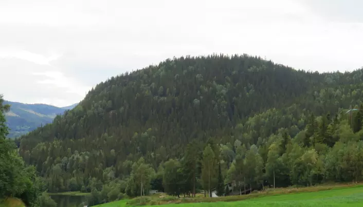 Skog på Kløvingsberget.