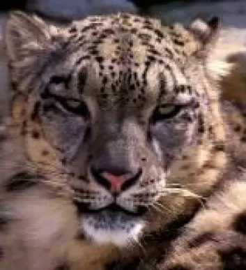 "Snøleoparden er en av de mange artene som sliter fordi klimaet endrer seg. Vil de vakre kattedyrene få det bedre andre steder?"