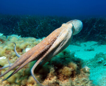 Octupus vulgaris. (Foto: Wikimedia Commons) Octupus vulgaris. (Foto: Wikimedia Commons)