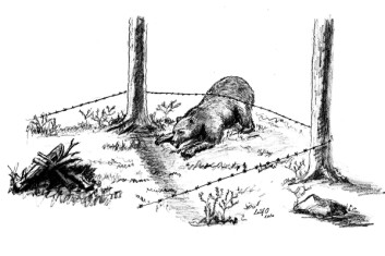 Illustrasjon av hårfelle for bjørn. Illustrasjon av hårfelle for bjørn.