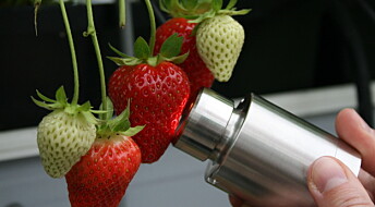 Slik kan roboten Thorvald lære seg å plukke jordbær