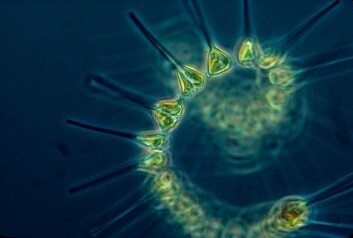 Planteplankton (Foto: NOAA MESA Project/Wikimedia Creative Commons) Planteplankton (Foto: NOAA MESA Project/Wikimedia Creative Commons)