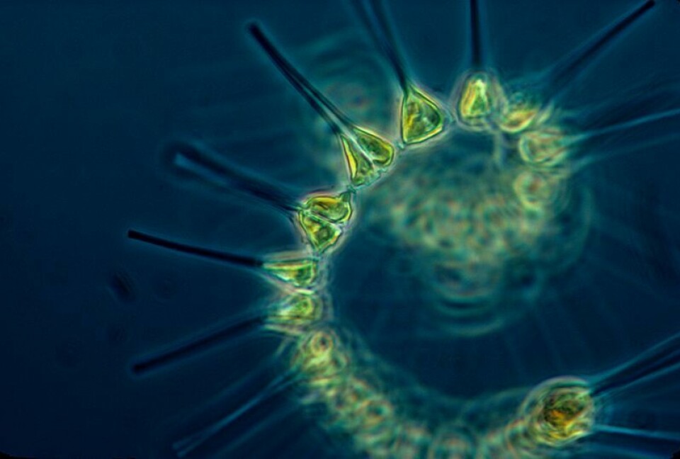 Planteplankton (Foto: NOAA MESA Project/Wikimedia Creative Commons)