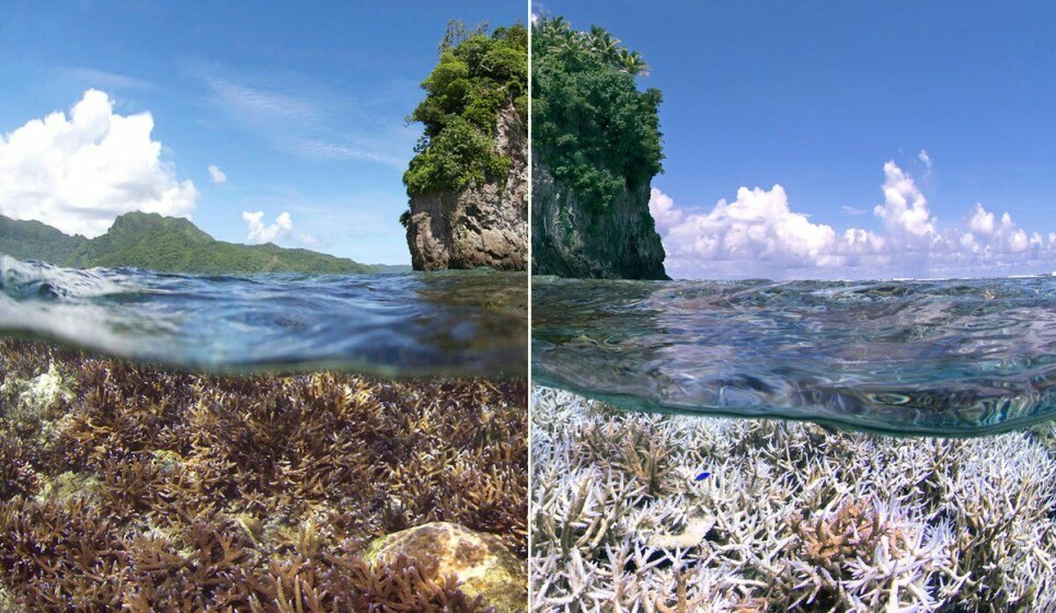 Korallrev i Amerikansk Samoa i Stillehavet, før og etter bleking. Korallbleking og -død er én av konsekvensene av marine hetebølger.