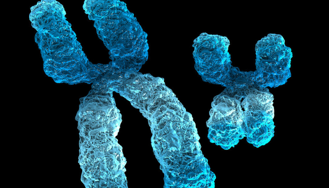 Bildet viser 3D-illustrasjon av et X-kromosom (til venstre) og et Y-kromosom. Kvinner har to X-kromosomer (XX), mens menn har ett X-kromosom og ett Y-kromosom (XY).