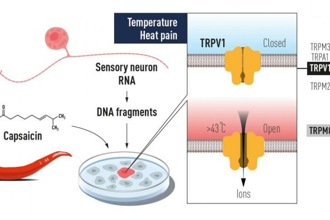 Ionekanaler i cellemembranen åpnes når temperaturen stiger. Ionene som slipper gjennom skaper elektriske signaler i nervesystemet. Ionekanaler i cellemembranen åpnes når temperaturen stiger. Ionene som slipper gjennom skaper elektriske signaler i nervesystemet.