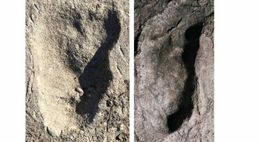 3,6 millioner år gamle fotspor tilhører trolig et ukjent fortidsmenneske