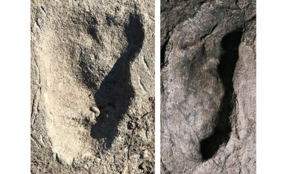 Fotsporet til venstre ble mistenkt å stamme fra bjørn, mens fotsporet til høyre fra samme område regnes å være fra Australopithecus afarensis.