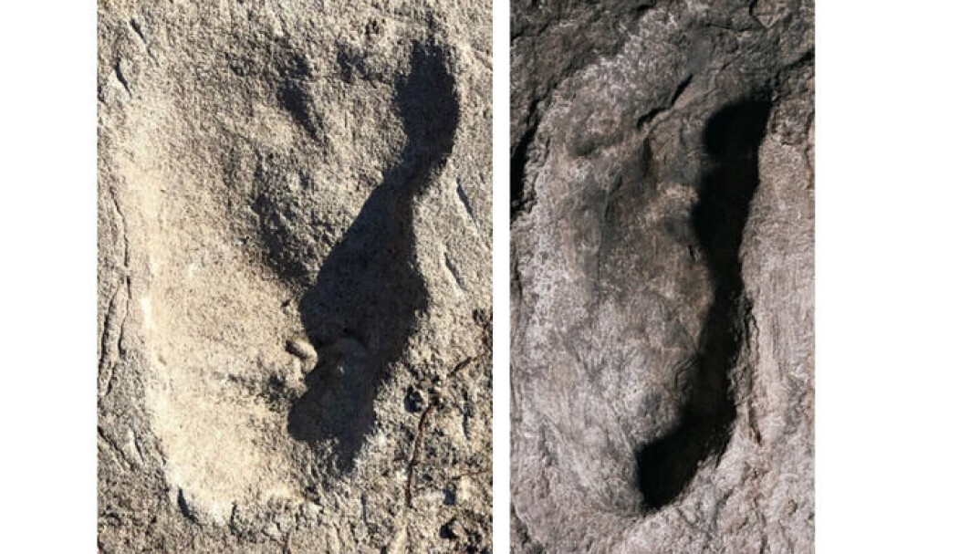 Fotsporet til venstre ble mistenkt å stamme fra bjørn, mens fotsporet til høyre fra samme område regnes å være fra Australopithecus afarensis. Fotsporet til venstre ble mistenkt å stamme fra bjørn, mens fotsporet til høyre fra samme område regnes å være fra Australopithecus afarensis.