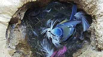 Blåmeisen setter opp dødsscene i reiret for å skremme vekk andre fugler