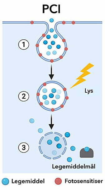 1. Det lyssensitive stoffet (raudt) set seg på cellemembranen rundt vesikkelen som har fanga legemiddelet (blått) 2. Lys aktiverer det lyssensitive stoffet 3. Legemiddelet slepp ut i cella, der det skal verka.