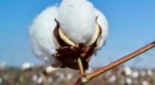 GMO-bomull gir flere insekter hos naboen