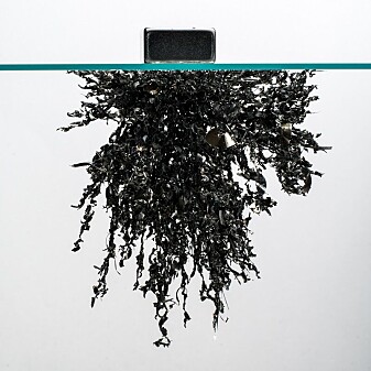 Today, physicists often look at even more complex transitions. For example, magnetism. Then thing can get really complicated. The photo shows a magnet attracting iron shavings. Today, physicists often look at even more complex transitions. For example, magnetism. Then thing can get really complicated. The photo shows a magnet attracting iron shavings.