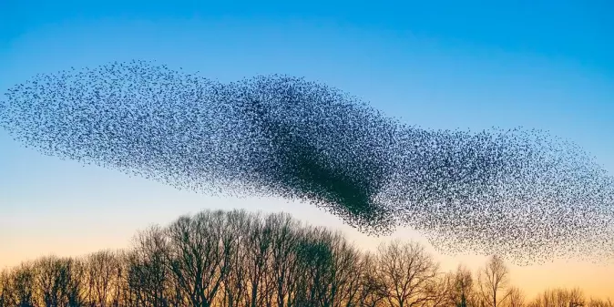 A flock of starlings. Here there is order in the chaos, if we can find the central organizing idea that creates the order.