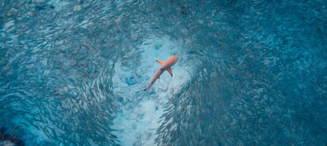 A blacktip reef shark hunting in a school of fish. At the core of the apparent chaos in the school, there is also order. A blacktip reef shark hunting in a school of fish. At the core of the apparent chaos in the school, there is also order.