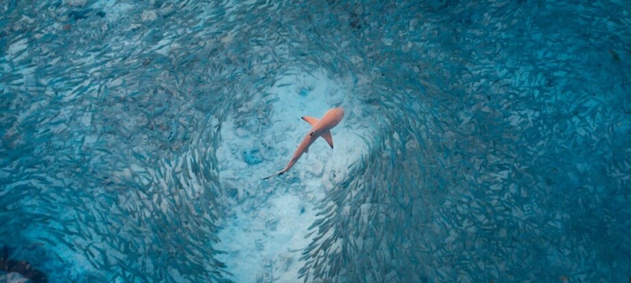 A blacktip reef shark hunting in a school of fish. At the core of the apparent chaos in the school, there is also order.