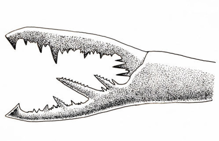 Klo av forhistorisk sjøskorpion. Sjøskorpioner er de største leddyr vi kjenner til. (Illustrasjon: William L. Parsons) Klo av forhistorisk sjøskorpion. Sjøskorpioner er de største leddyr vi kjenner til. (Illustrasjon: William L. Parsons)