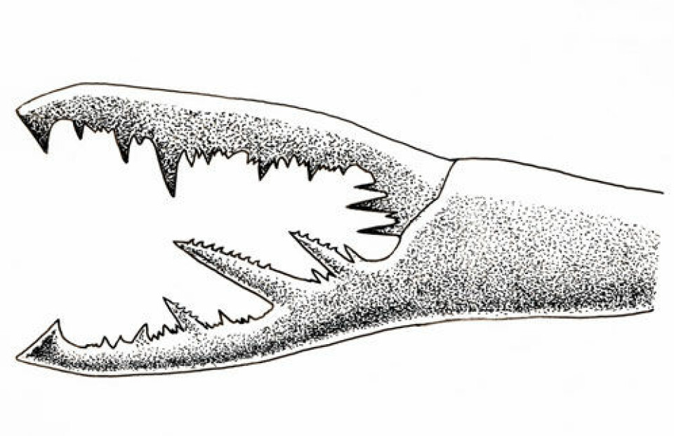 Klo av forhistorisk sjøskorpion. Sjøskorpioner er de største leddyr vi kjenner til. (Illustrasjon: William L. Parsons)