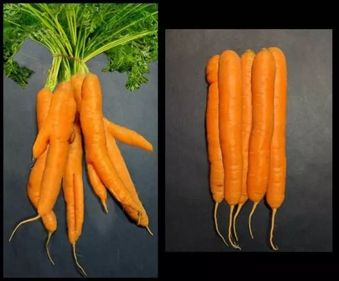 Et eksempel fra bildene som ble brukt i studien. Her ser vi en bunt der alle gulrøttene er «stygge» og en hvor alle er rette og av samme størrelse.