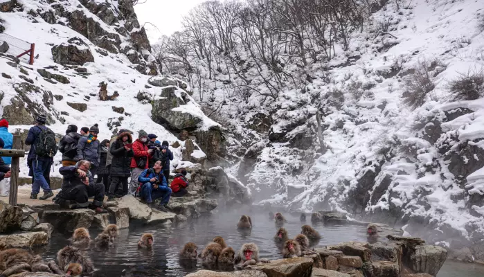 Snøapene er ikke sjenerte selv om det ofte står flere titalls turister og ser på dem bade.