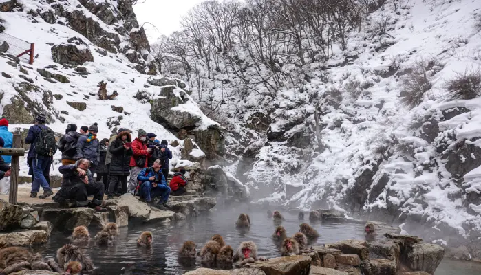 Snøapene er ikke sjenerte selv om det ofte står flere titalls turister og ser på dem bade. Snøapene er ikke sjenerte selv om det ofte står flere titalls turister og ser på dem bade.