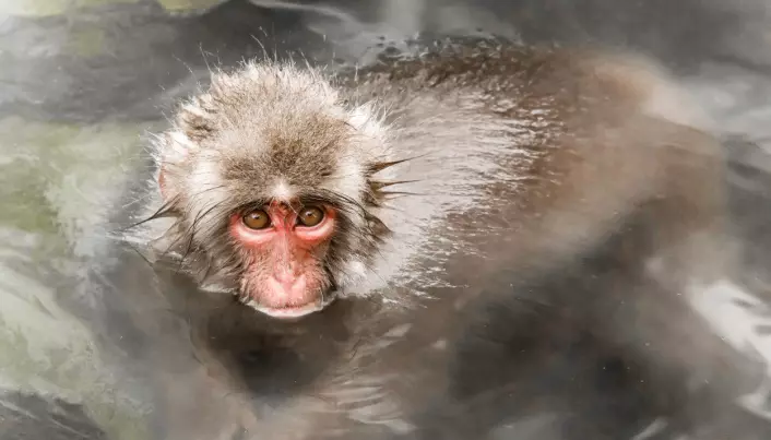 Denne apearten er utbredt i store deler av Asia. Her ser vi en apeunge som tar seg et bad.