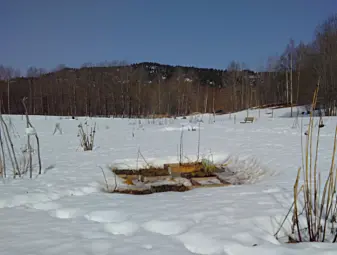 Bilde 5, noen få dager etter at jeg spredte aske og sagflis på parsellen min i Voksenenga Nærmiljøhage, hadde snøen smeltet bort. Et par uker senere var det snøfritt i hele hagen. Bilde 5, noen få dager etter at jeg spredte aske og sagflis på parsellen min i Voksenenga Nærmiljøhage, hadde snøen smeltet bort. Et par uker senere var det snøfritt i hele hagen.