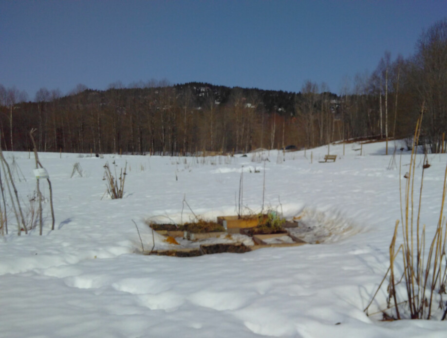 Bilde 5, noen få dager etter at jeg spredte aske og sagflis på parsellen min i Voksenenga Nærmiljøhage, hadde snøen smeltet bort. Et par uker senere var det snøfritt i hele hagen.