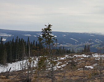 Bilde 6a, skygge fra trærne (til venstre) gjør at snøen kan bli liggende lengre utover våren i skog enn i åpent lende. Bilde fra Vestre Slidre i Valdres. 15. mai 2021. Bilde 6a, skygge fra trærne (til venstre) gjør at snøen kan bli liggende lengre utover våren i skog enn i åpent lende. Bilde fra Vestre Slidre i Valdres. 15. mai 2021.